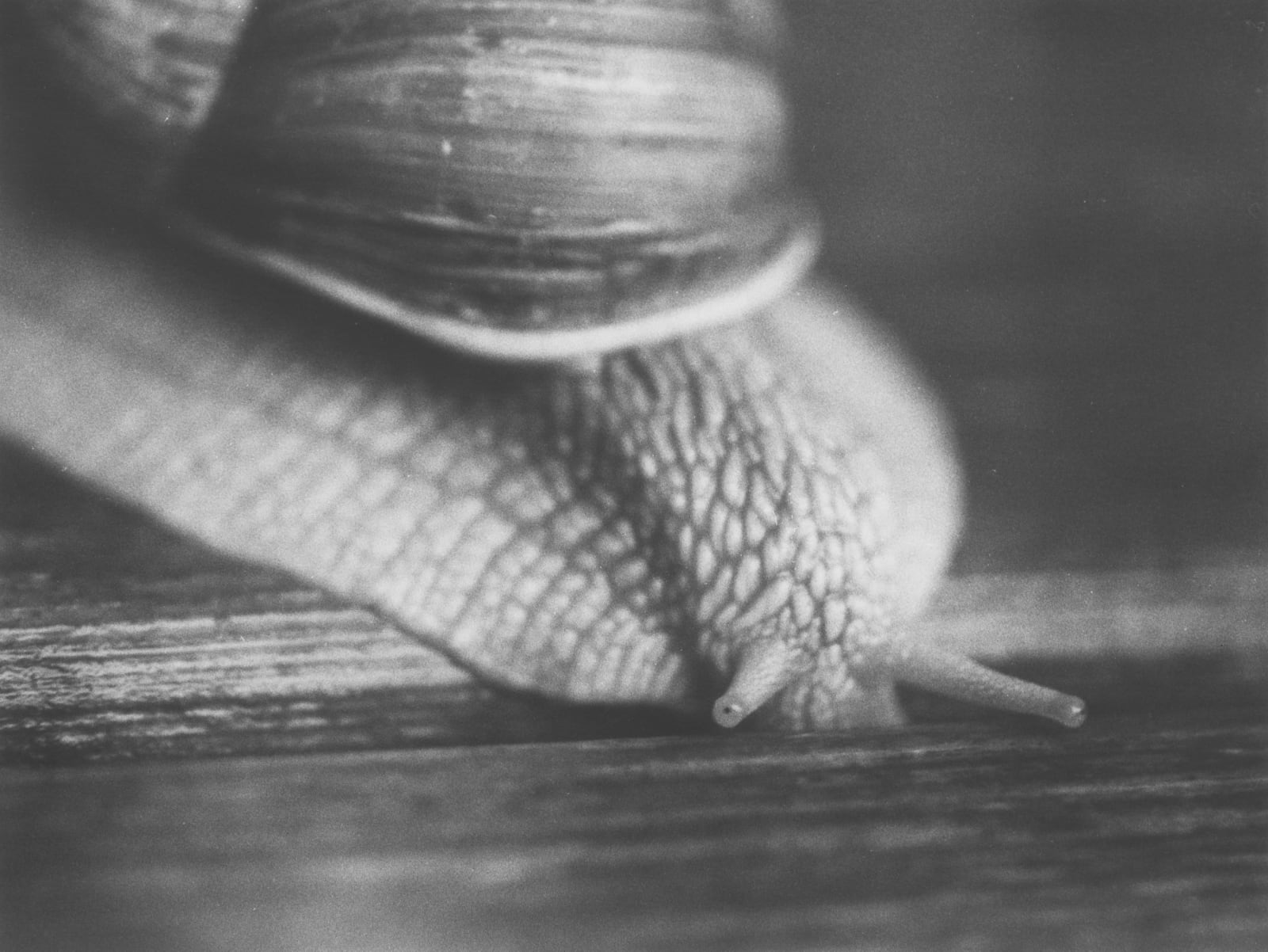 Jochen Lempert, Schnecke, 2024