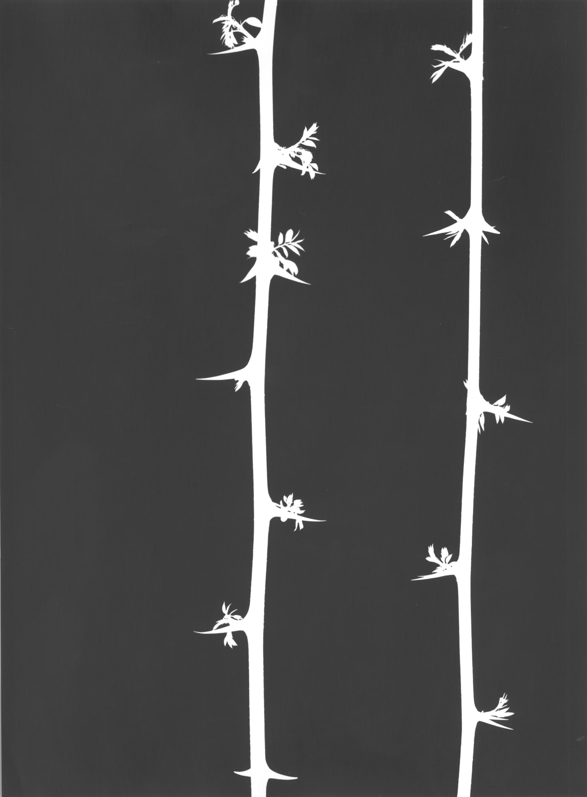 Jochen Lempert, Robinia, 2025