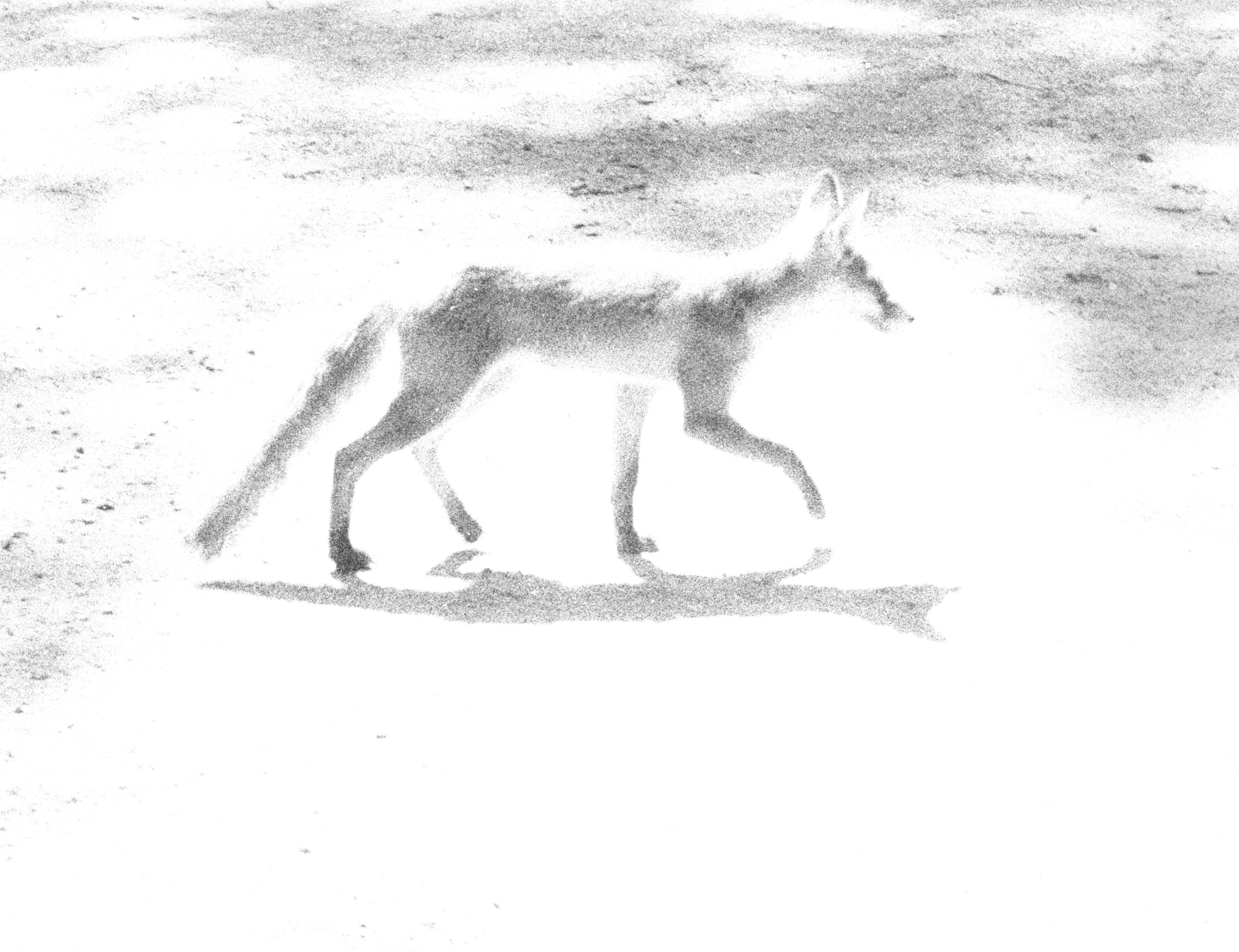 Jochen Lempert, Fuchs, 2025