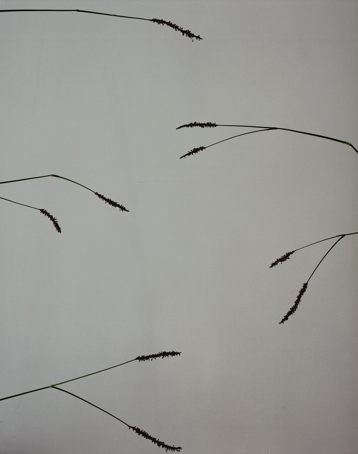 Saul Fletcher, Untitled #102 (Thin Red Flowers), 1999