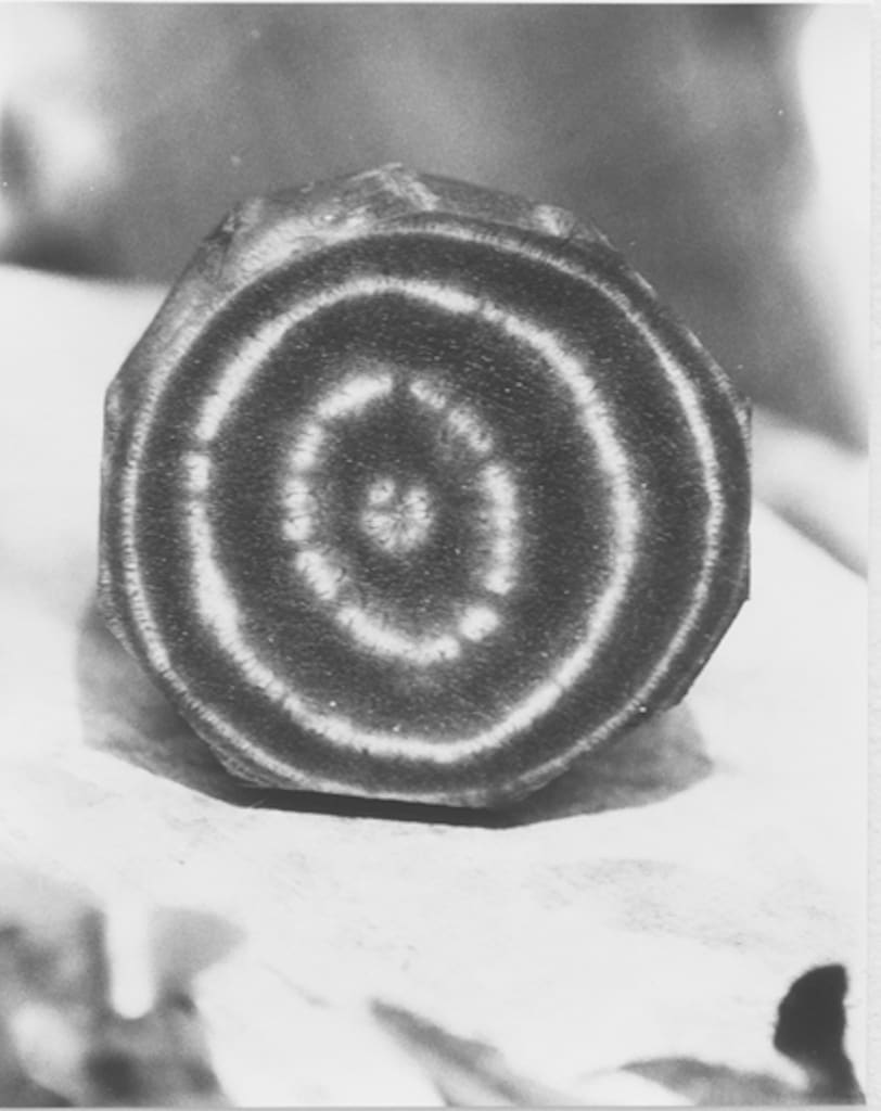 Jochen Lempert, Rote Bete, 2024