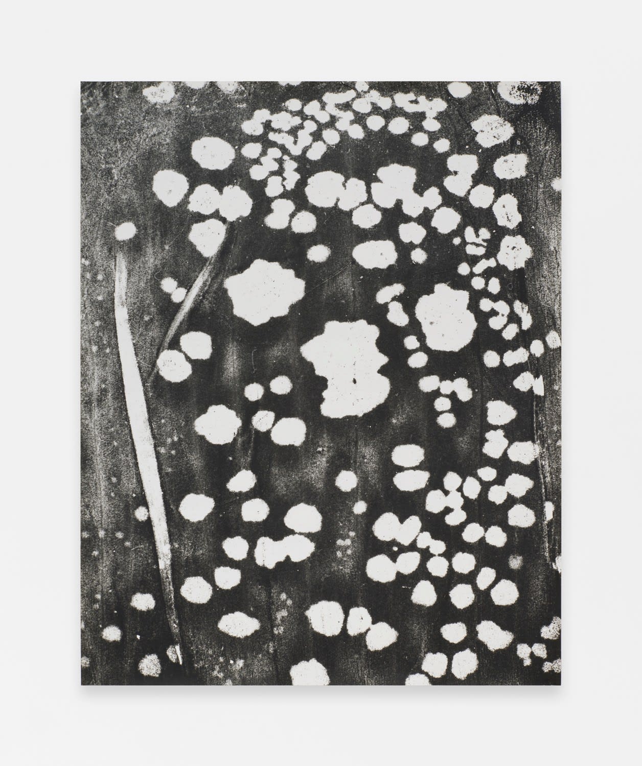 Jochen Lempert, Honeyguides, 2013