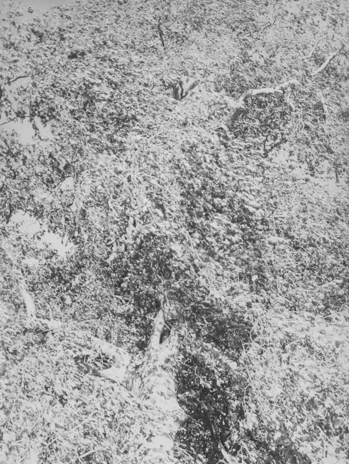 Jochen Lempert, Wind (Platane), 2022