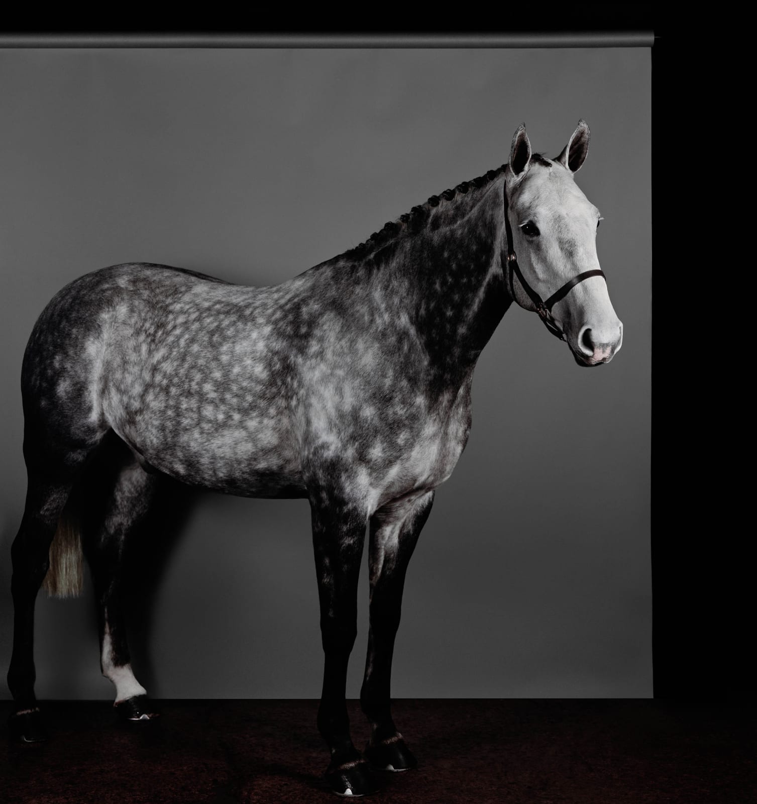 Sarah Jones, Horse (Profile) (Dapple Grey) (II), 2017/18