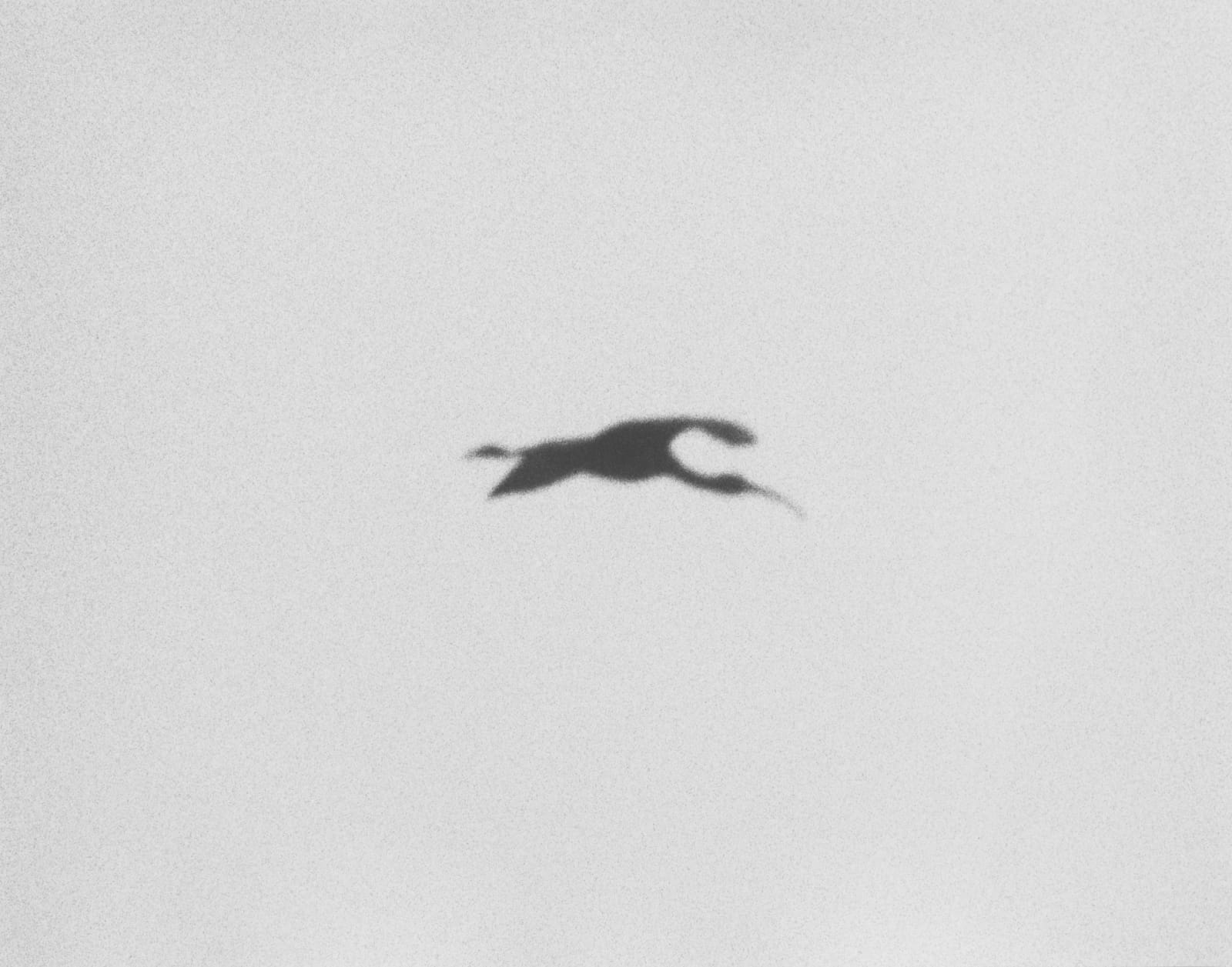 Jochen Lempert, Ibis, 2024