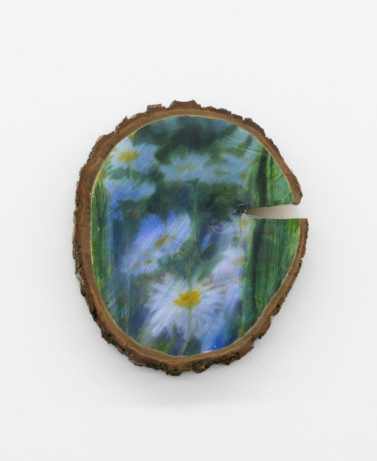 Sophie Smorczewski, Oxeye , 2025