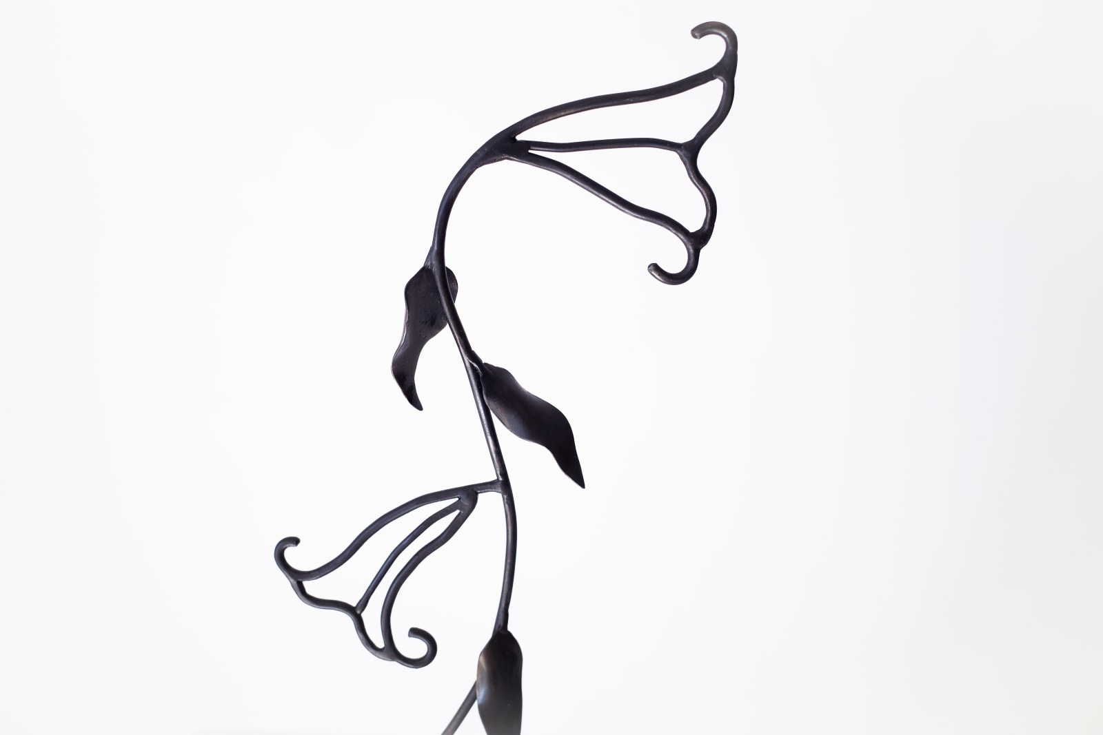 Lane Walkup, A Cutting From a (Very Pretty) Vine That Was Strangling My Tree, 2025