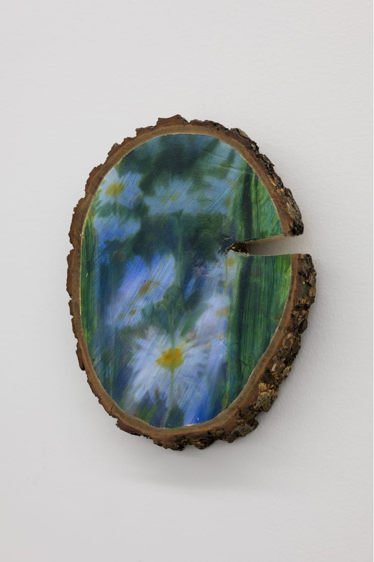 Sophie Smorczewski, Oxeye , 2025