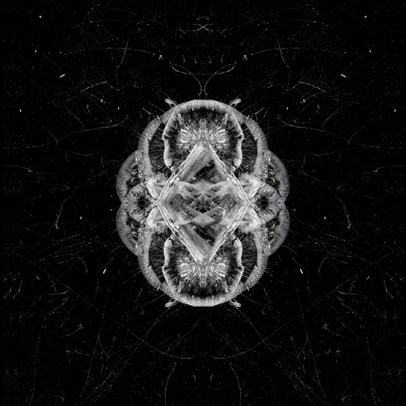 Rusty Yates, COSMIC SHROOM