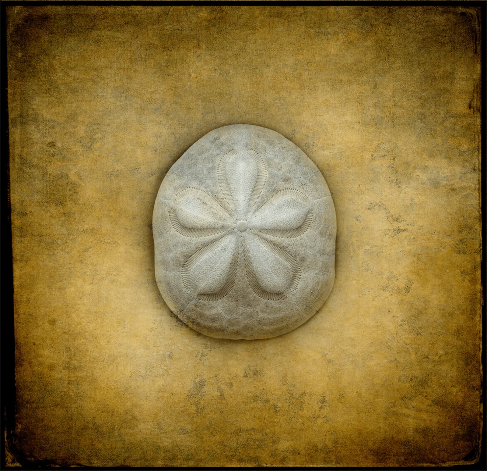 Rusty Yates, COSMIC URCHIN