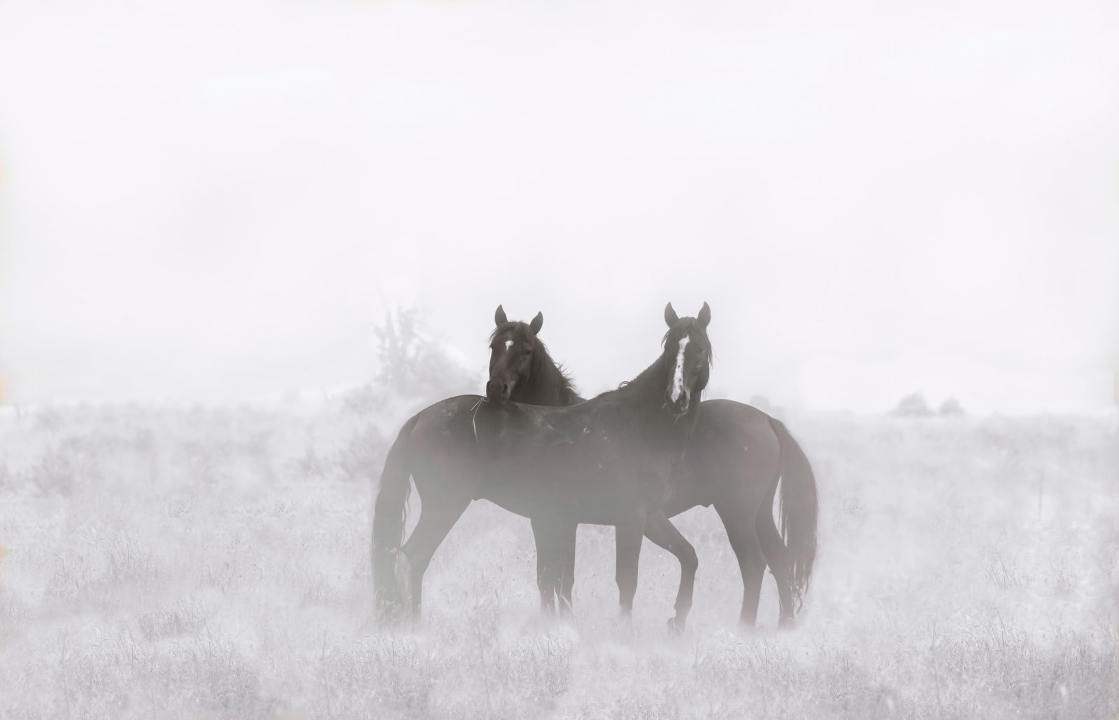 Ximena Echeverria, TIME IN BETWEEN