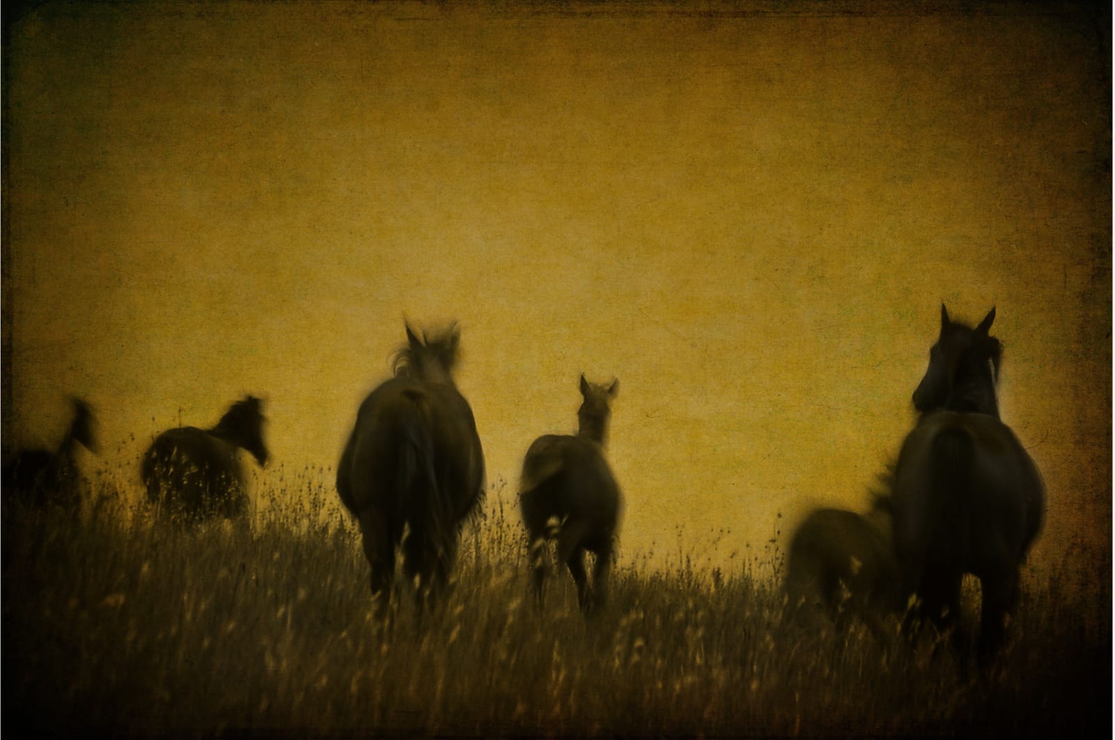 Rusty Yates, ANGELINA'S HORSES