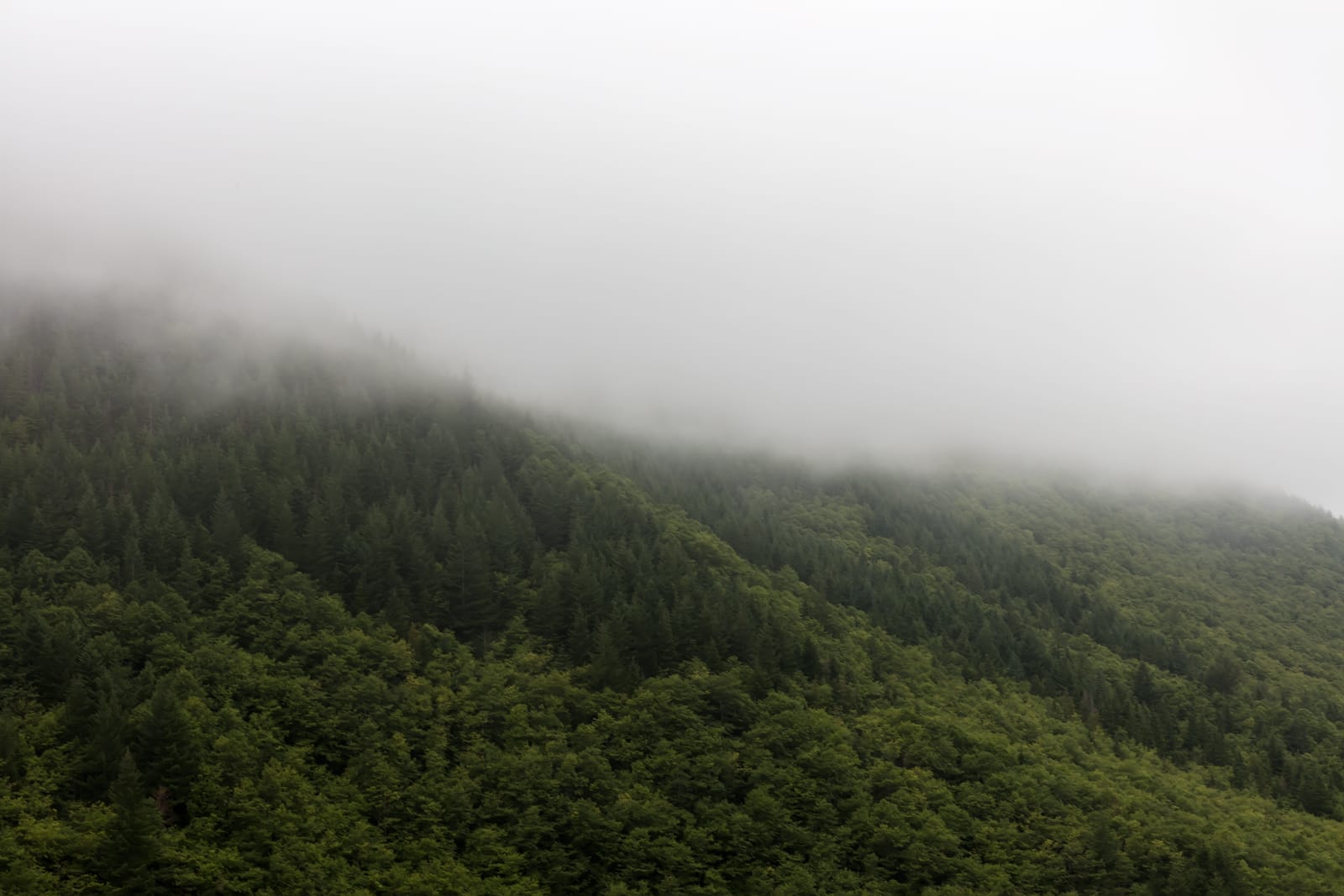Jeanine Michna-Bales, Mountain Pass in Fog, Oregon, 2019