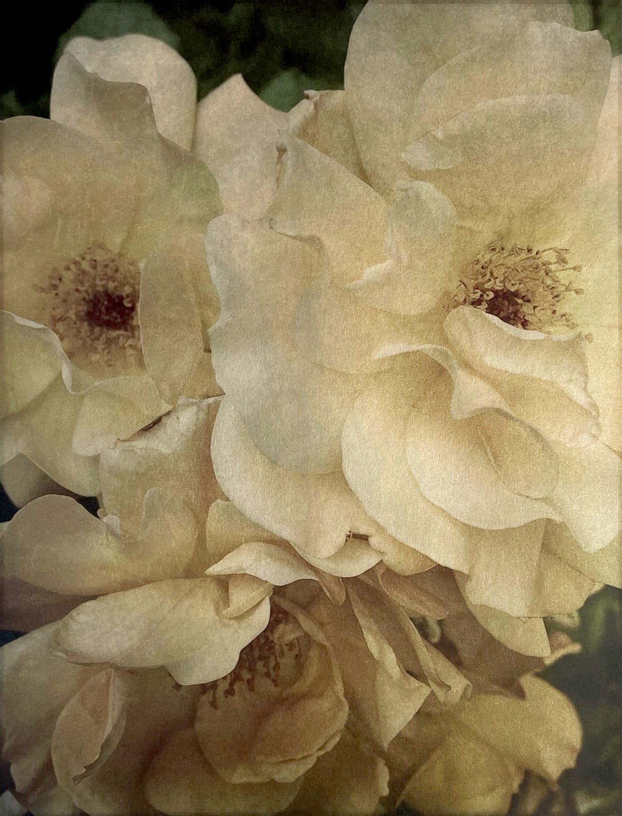 Wendi Schneider, Old Roses, 2014