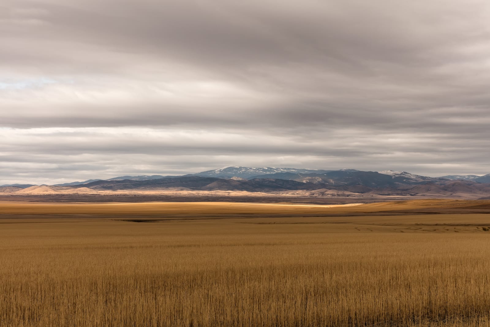 Jeanine Michna-Bales, Amber Waves of Grain, Montana, 2019