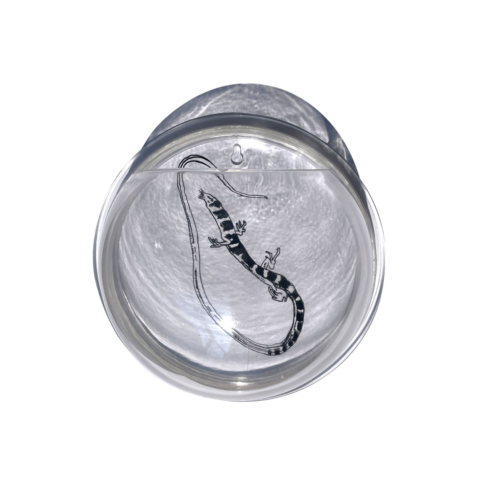 Rega Ayundya Putri, Flumutationes: Takydromus kuhlii, 2023