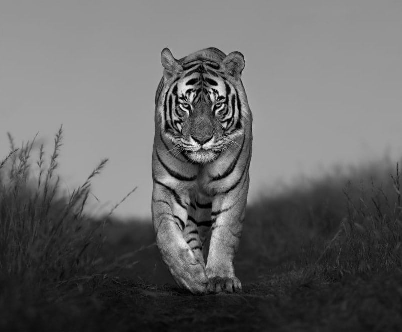 LARS BEUSKER, EYE OF THE TIGER