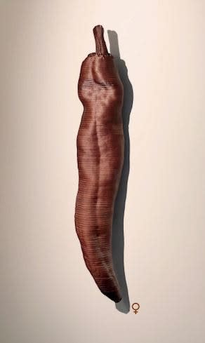 MARIANNE TURCK, SPICY V1 (vrouw)