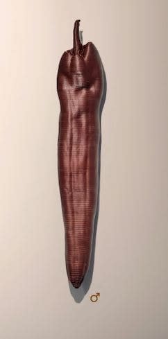 MARIANNE TURCK, SPICY V1 (man)