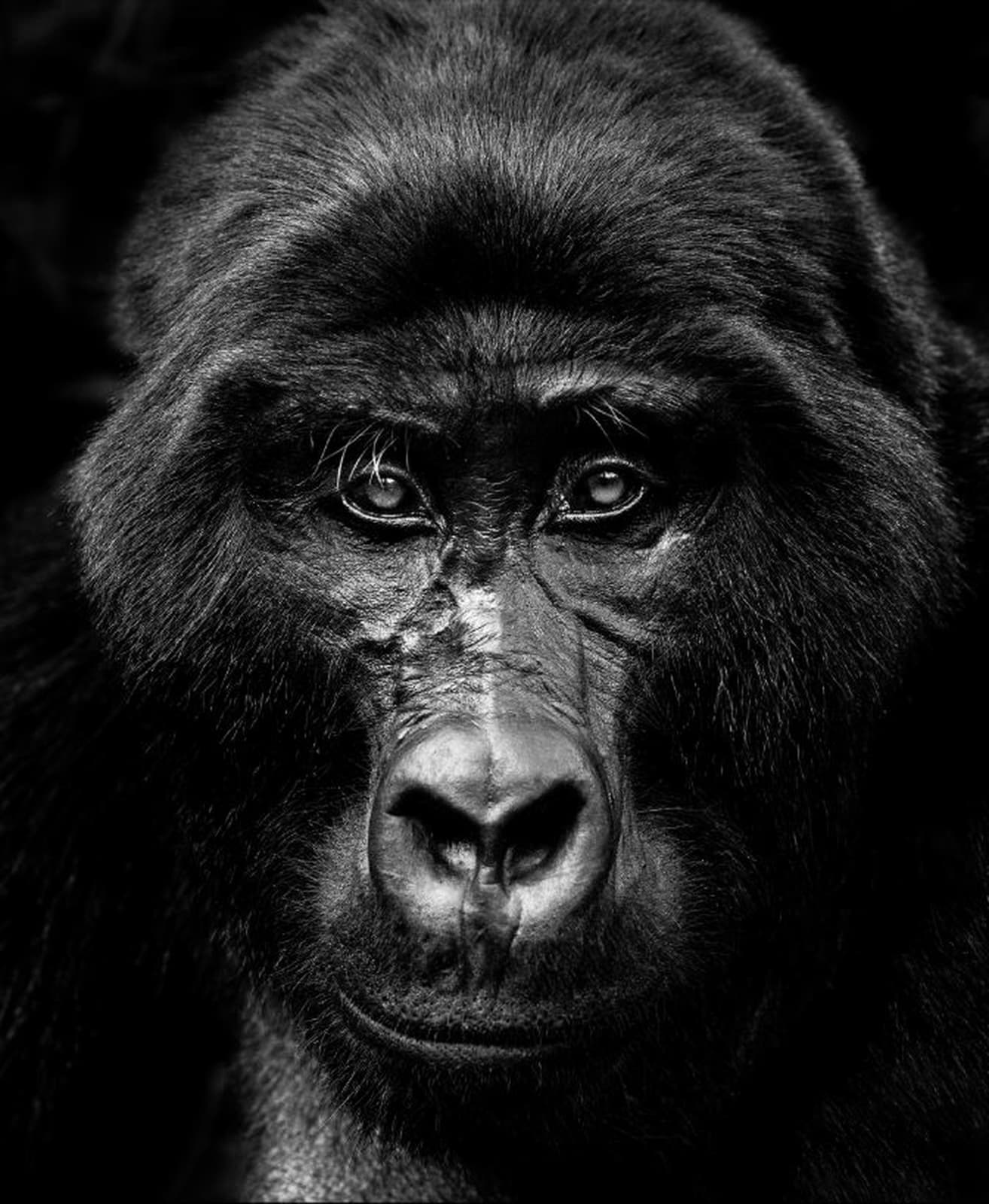 LARS BEUSKER, KING LOUIE