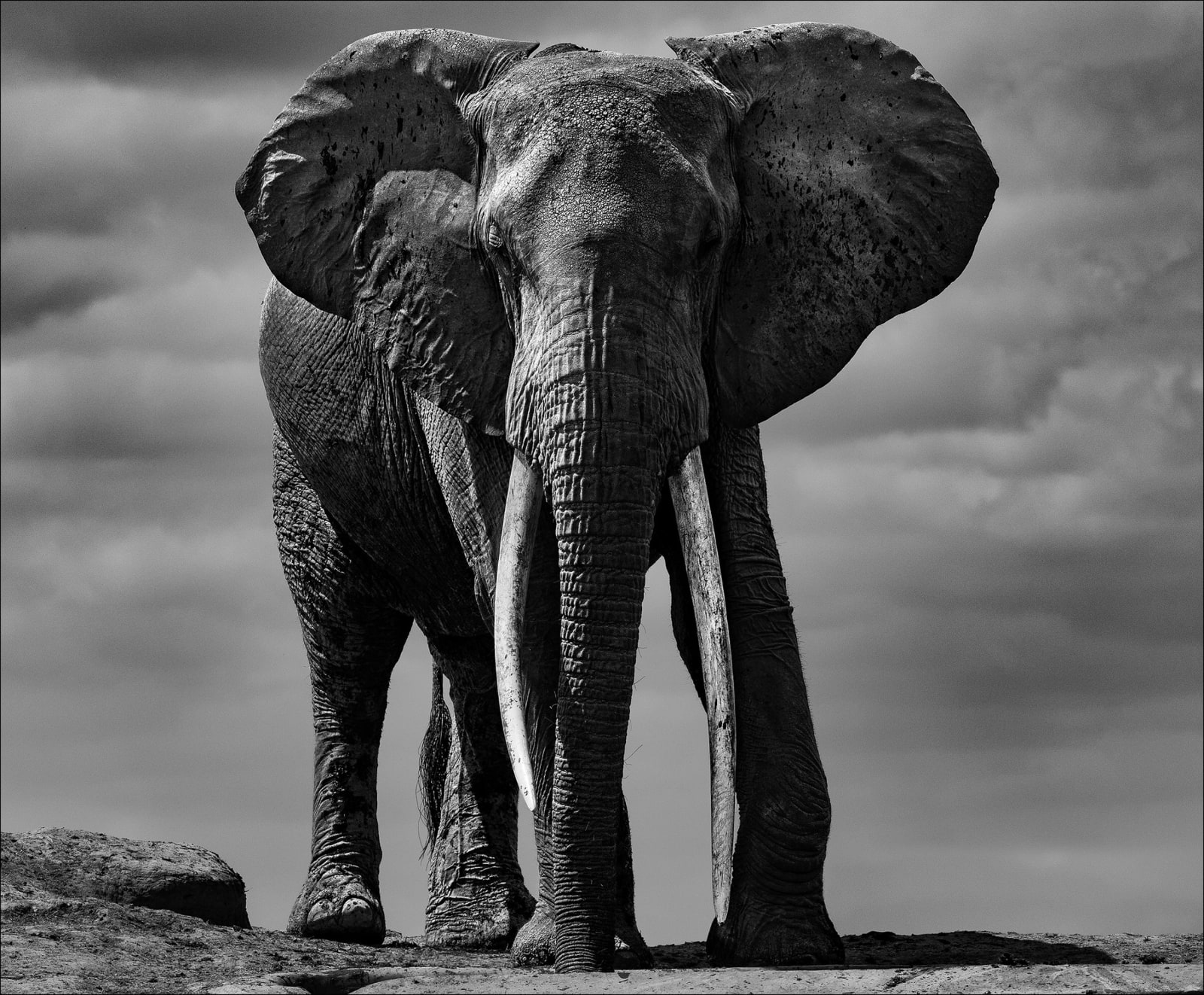 LARS BEUSKER, WATERHOLE