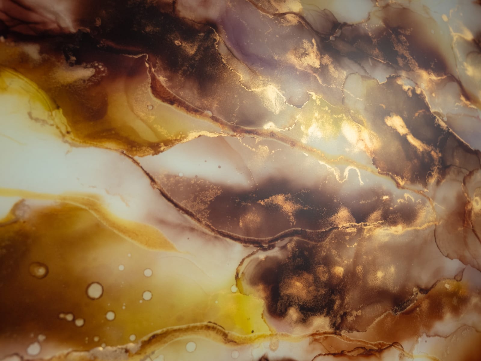 STEPHANIE VAN DER BEEK, JELLYBEAM