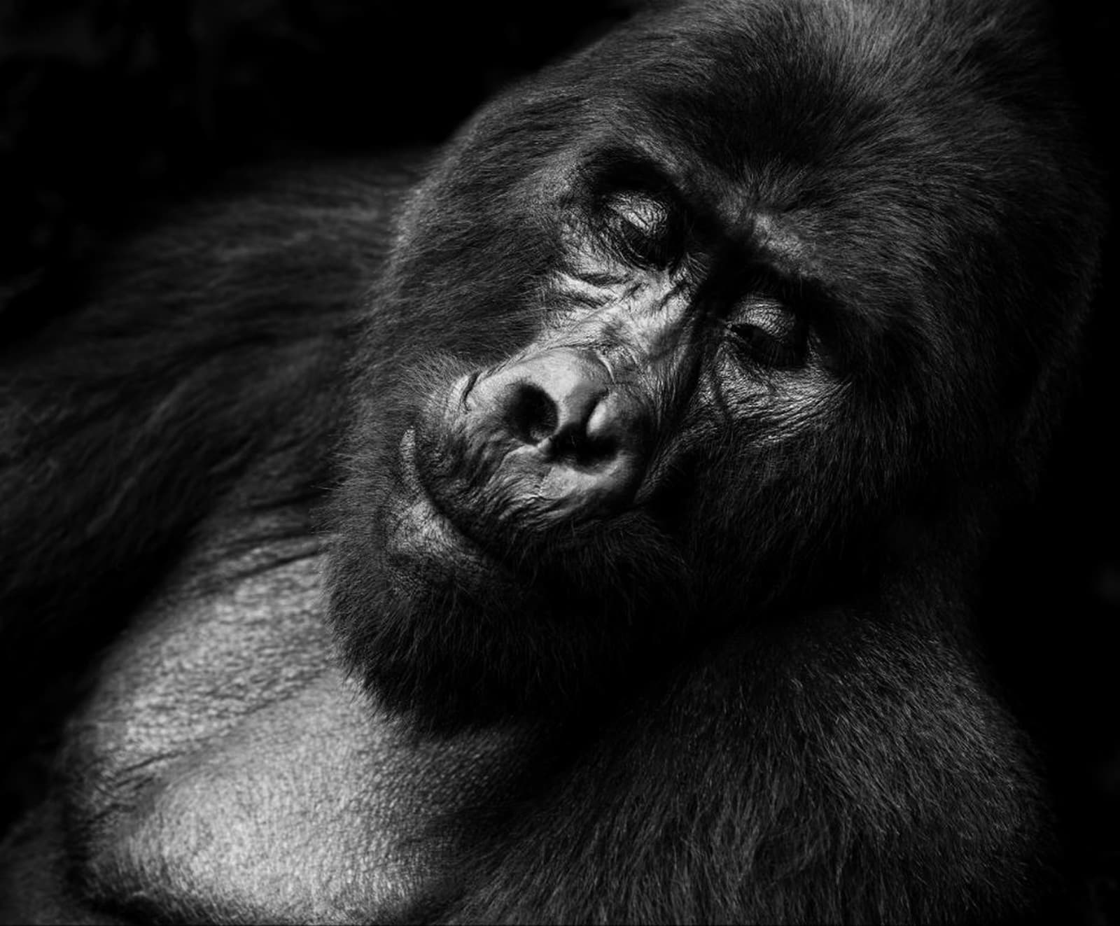 LARS BEUSKER, WISDOM