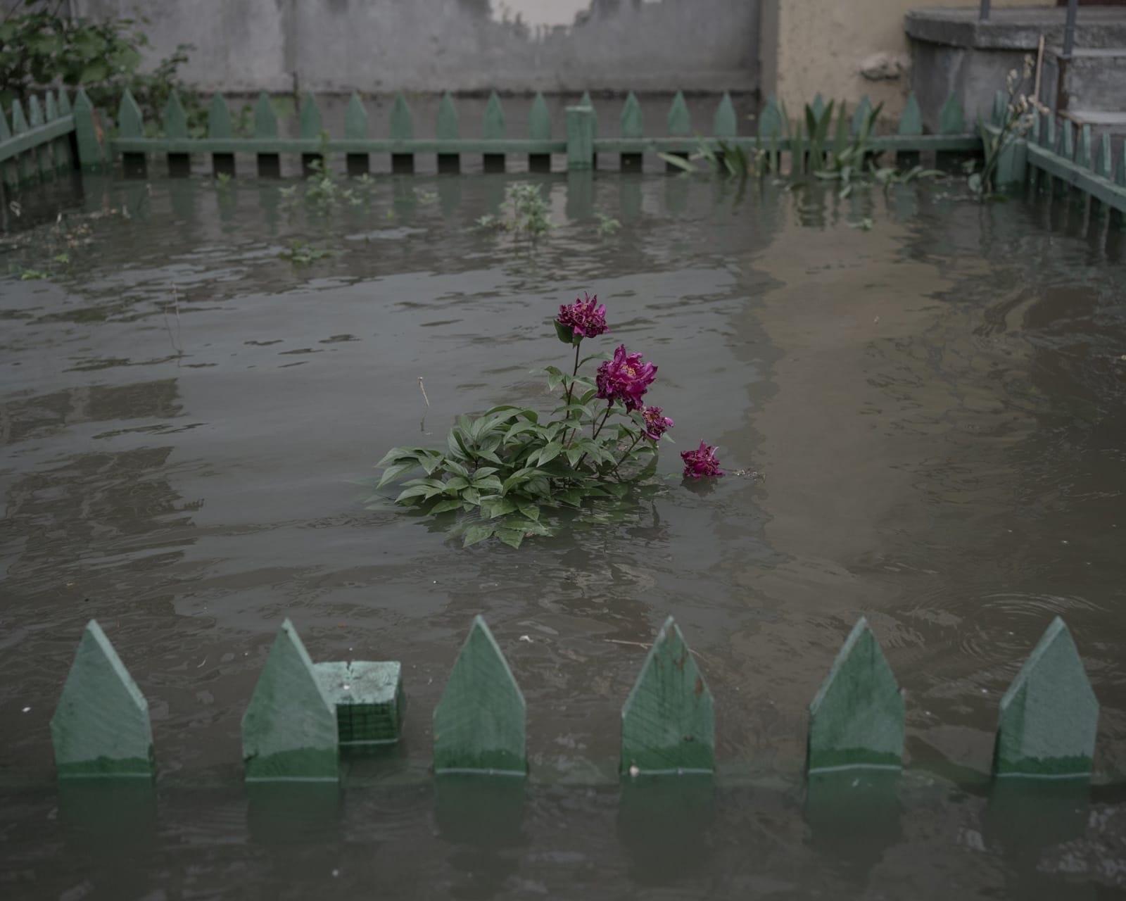 Johanna-Maria Fritz, A peony bush submerged in floodwater on Korabel, 2023