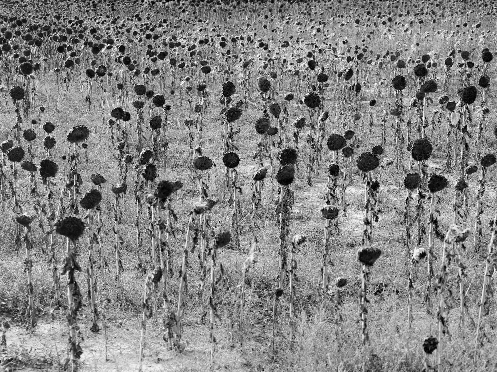 Tobias Kruse, #052, 2019