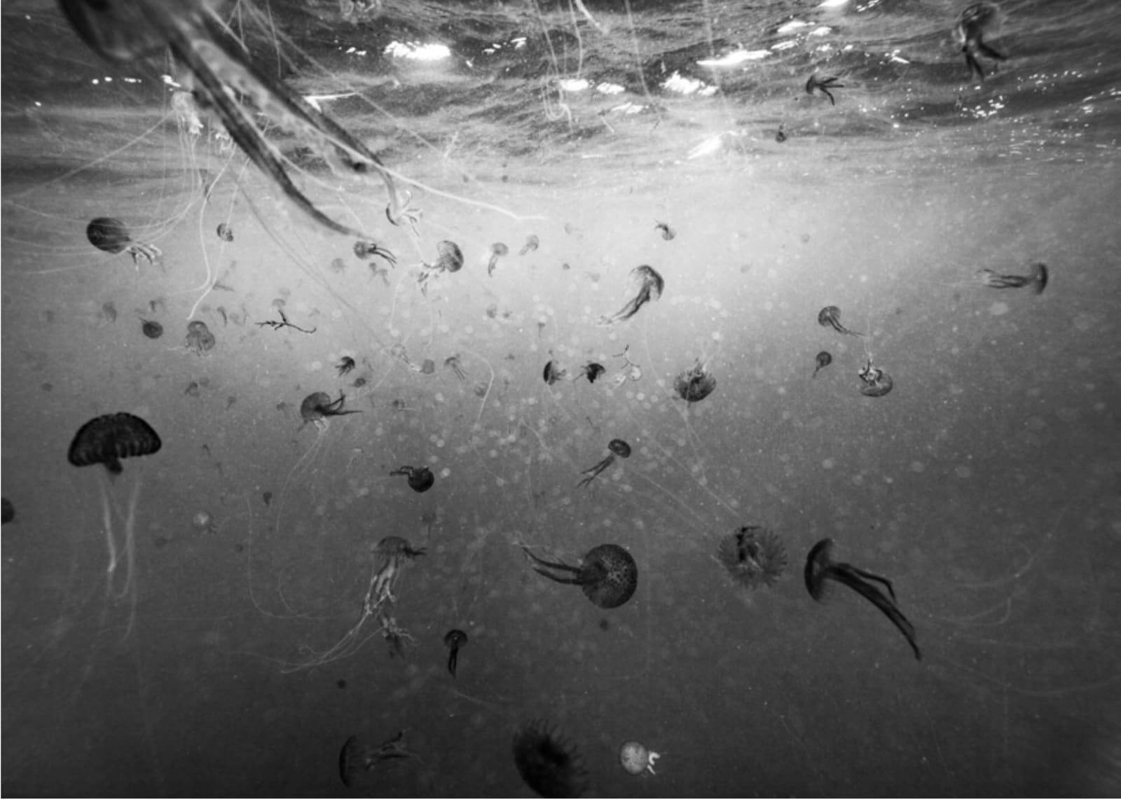 Nicolas FLOC'H, Ile de Groix, méduses, -2 m, 2015