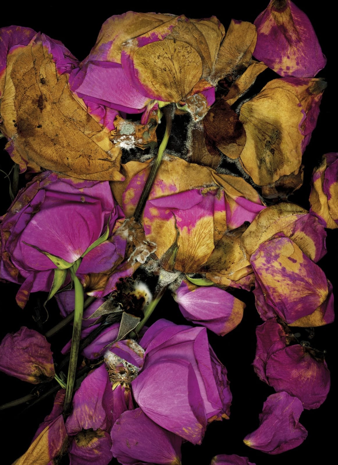 Katharina Von Flotow, Rose petals