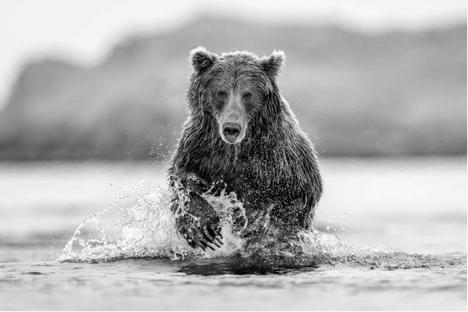 Harry Skeggs, Ahab (Brown Bear, Hallo Bay, Alaska), 2022