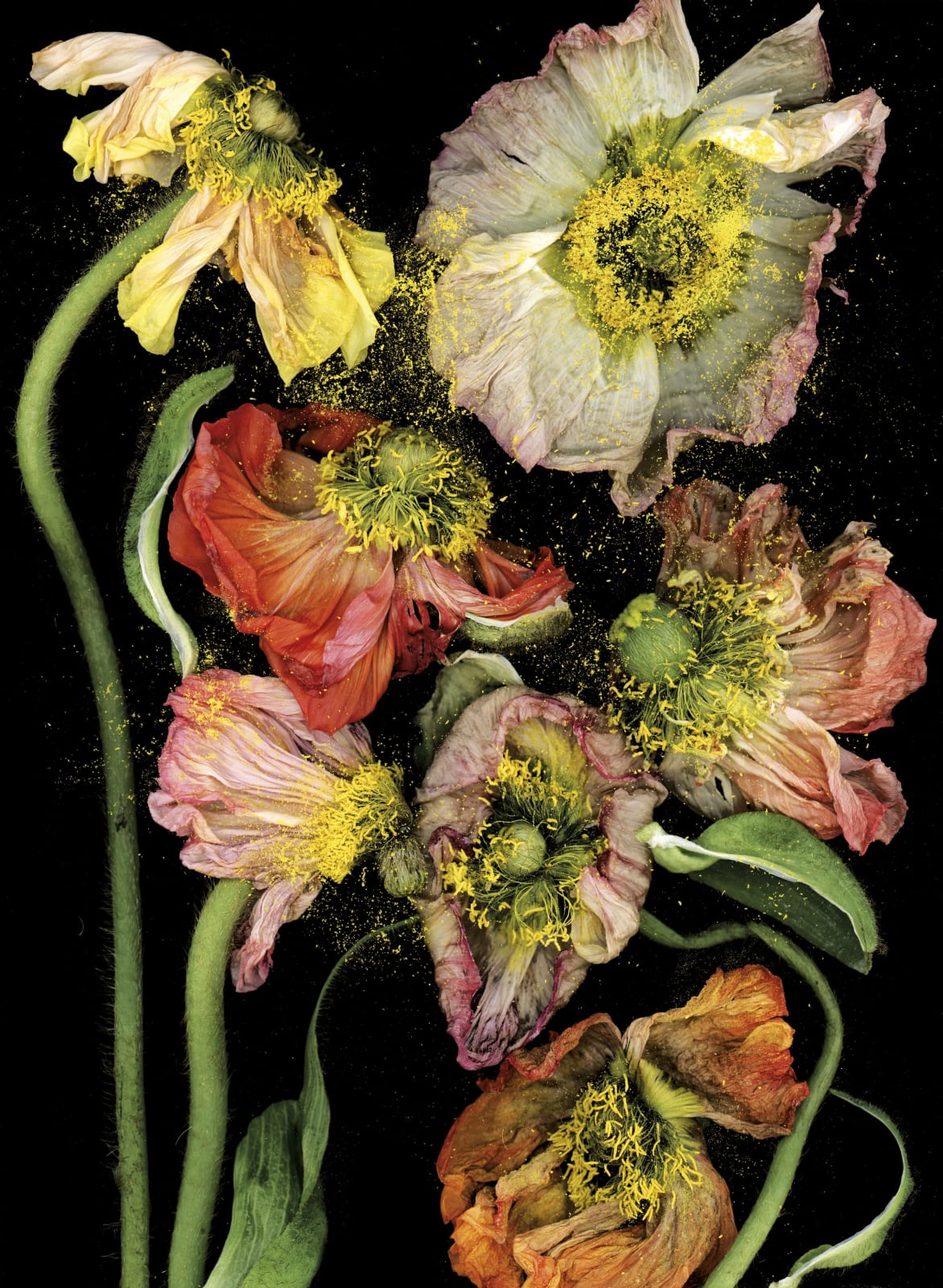 Katharina Von Flotow, Familly