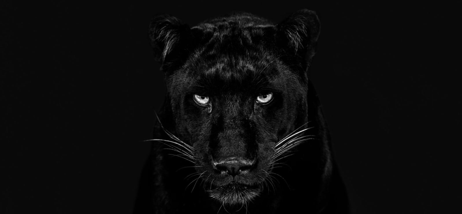David Yarrow, The black panther Club (B&W)