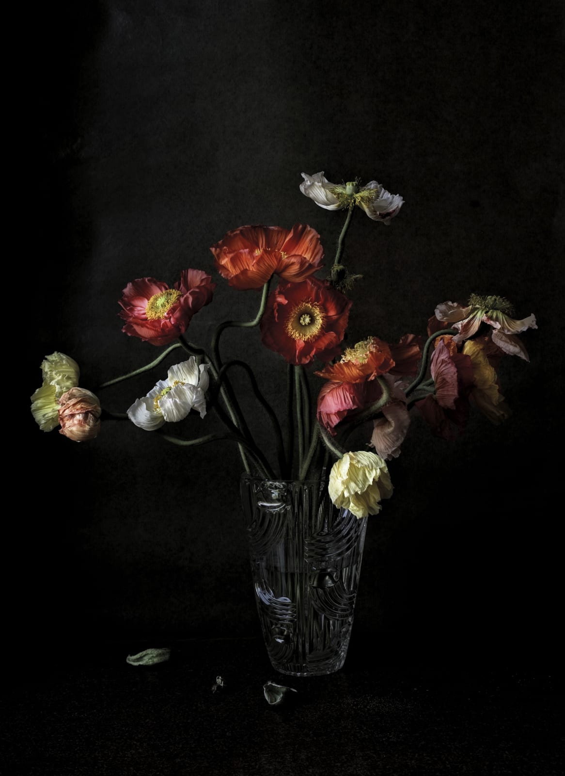 Katharina Von Flotow, Still Life-Pavots Momento Mori