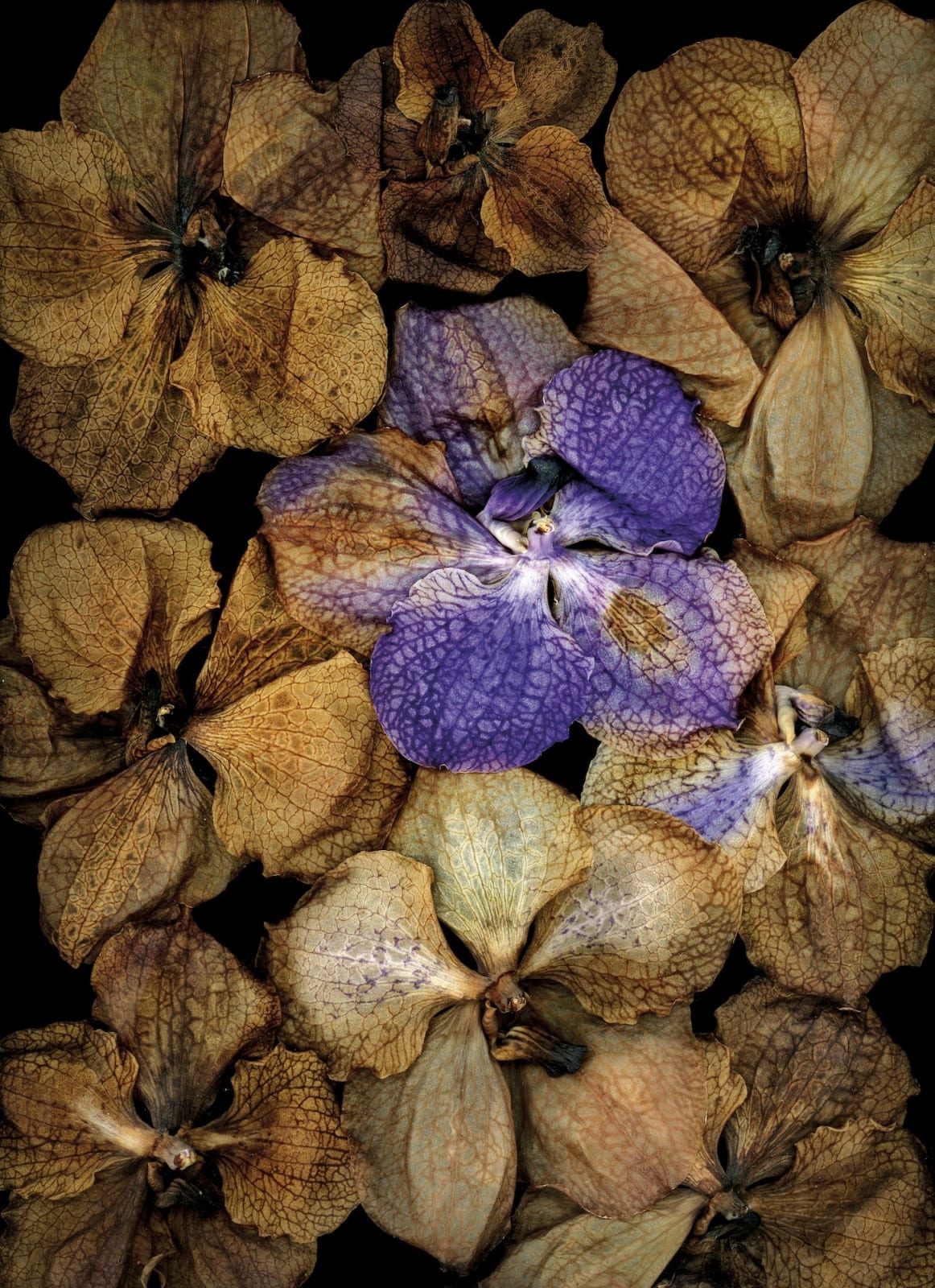 Katharina Von Flotow, The wall of colour 2