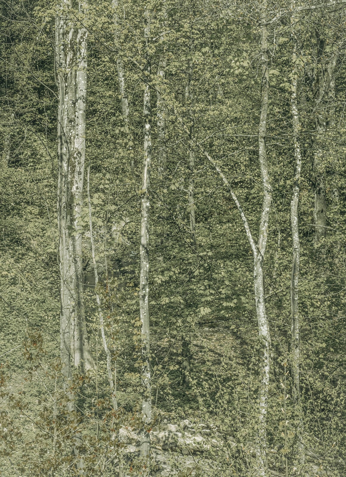 Olivier Christinat, 1. Sans titre de la série « Comme un paysage qui ’s’invente » , 2024