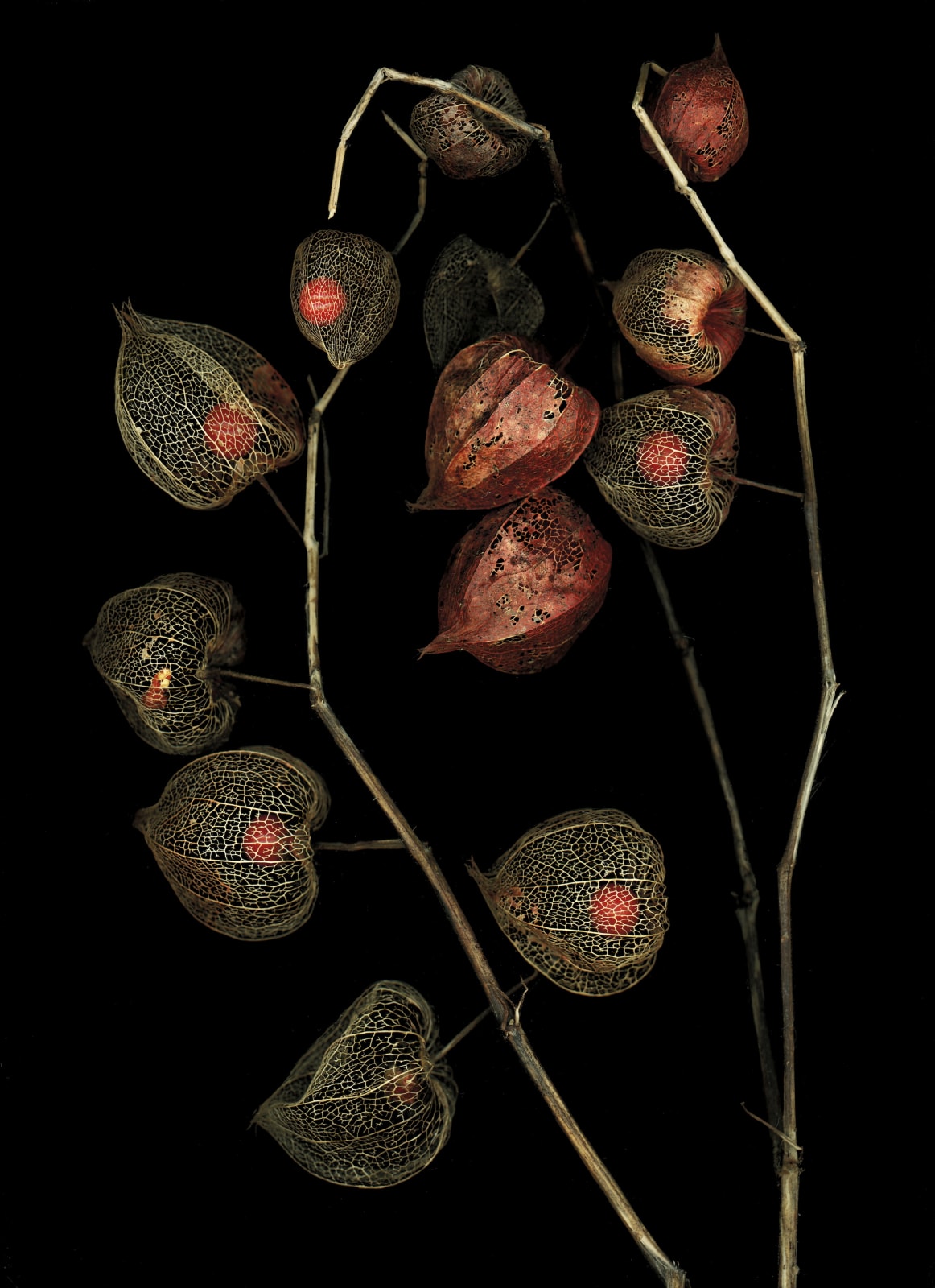 Katharina Von Flotow, Japanese Lantern