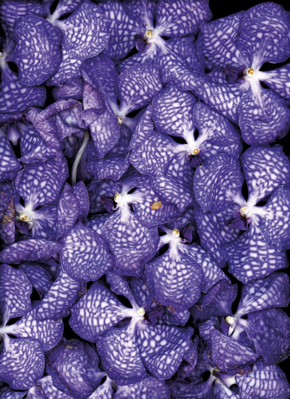 Katharina Von Flotow, Wall of colour 1 (Dyptique)