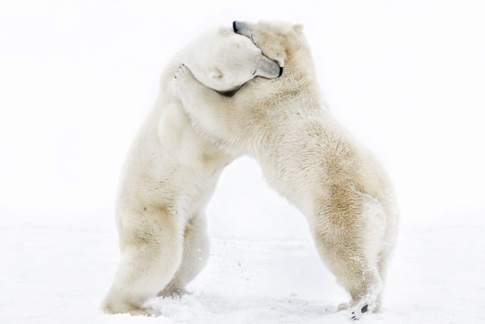 Harry Skeggs, Bear Hug ( Polar Bear, Churchill, Canada), 2021 (M)