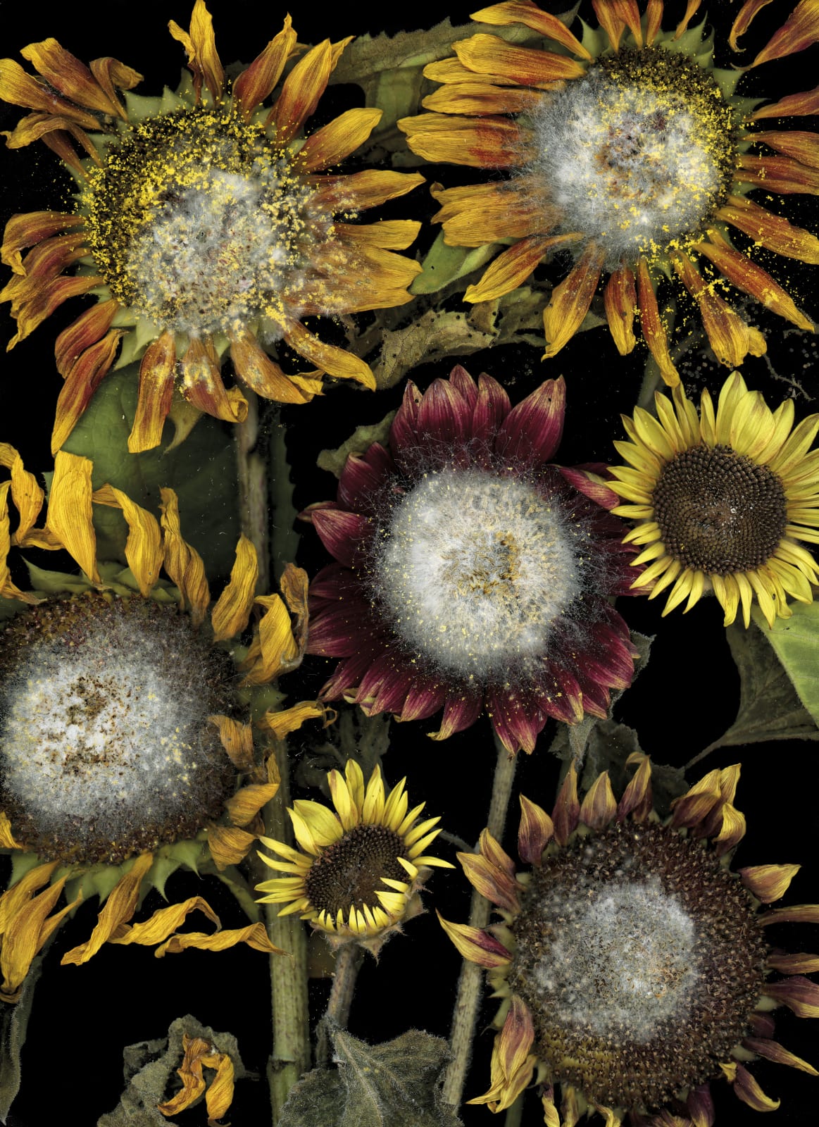 Katharina Von Flotow, Demise of the sun god