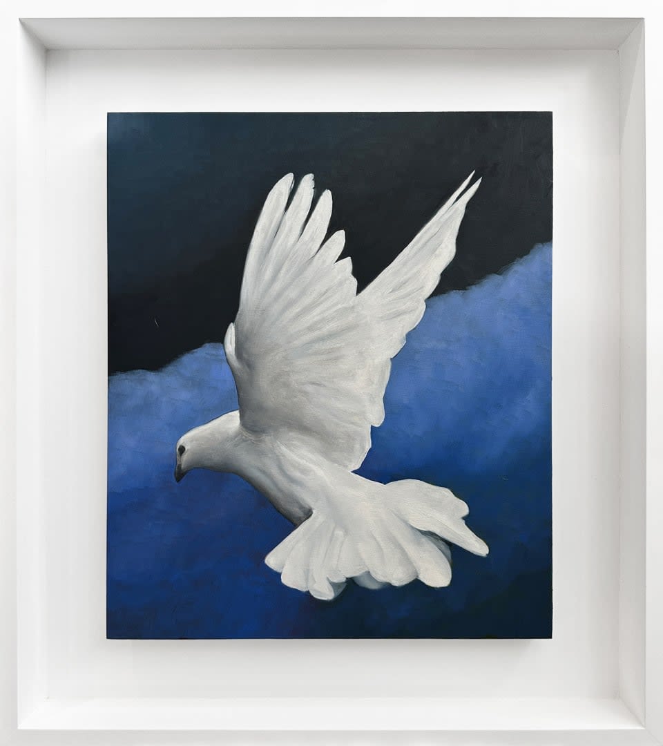 Angus McDonald, Dove, 2024