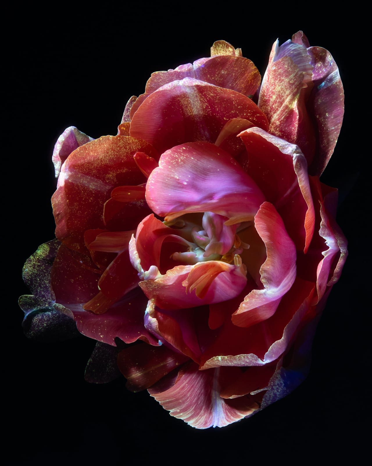 Kate Ballis, Alcyone, 2022