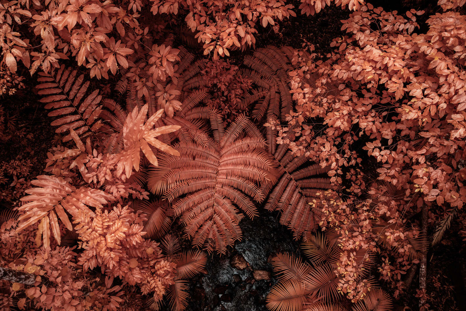 Kate Ballis, Daintree Canopy, 2023