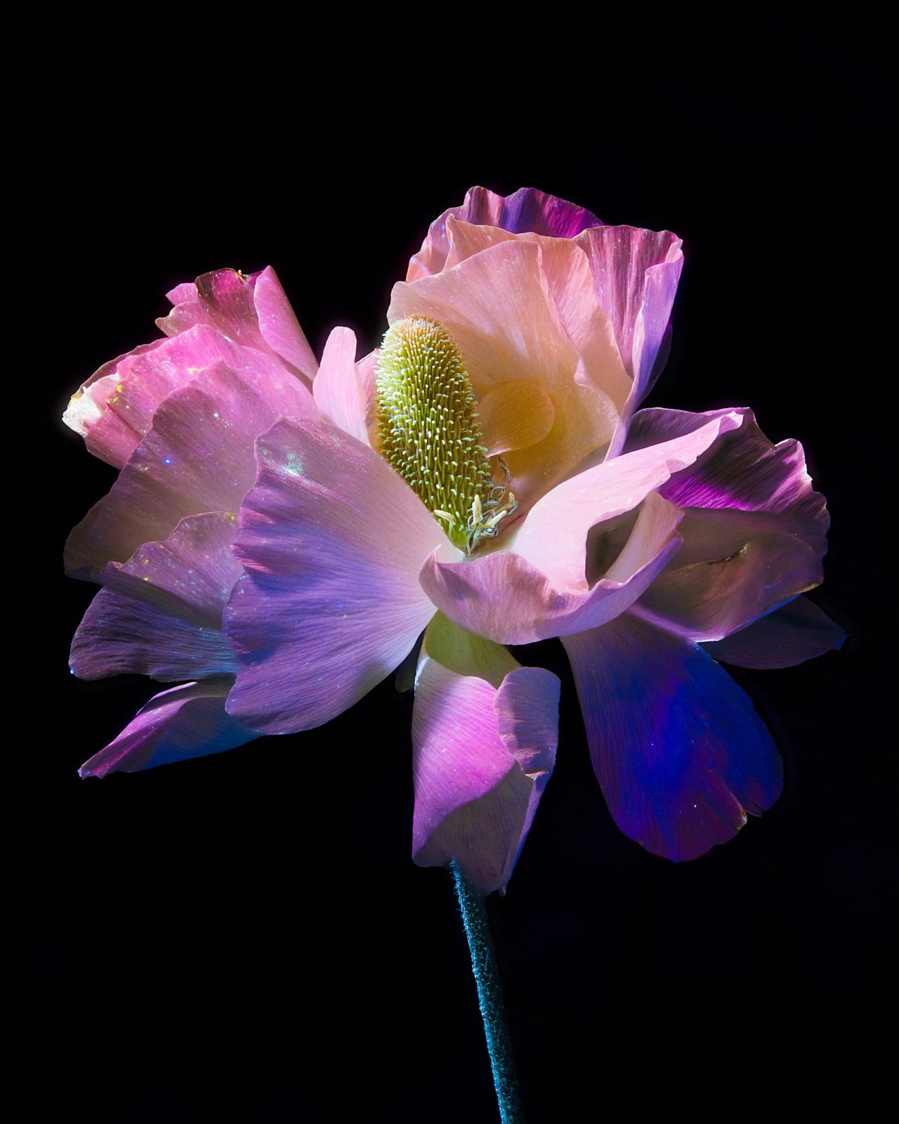 Kate Ballis, Pleione, 2022