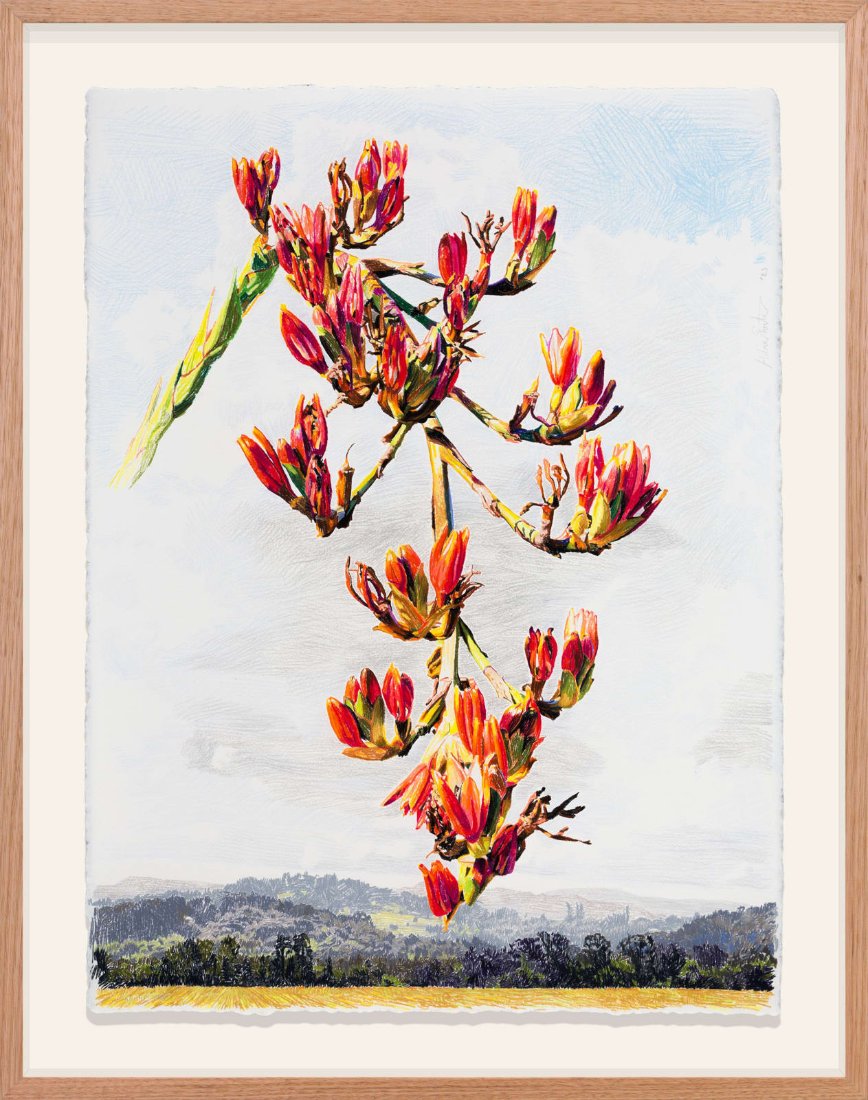 Hobie Porter, Introduced Habitats for Native Flora: Doryanthes Palmeri IV, 2023