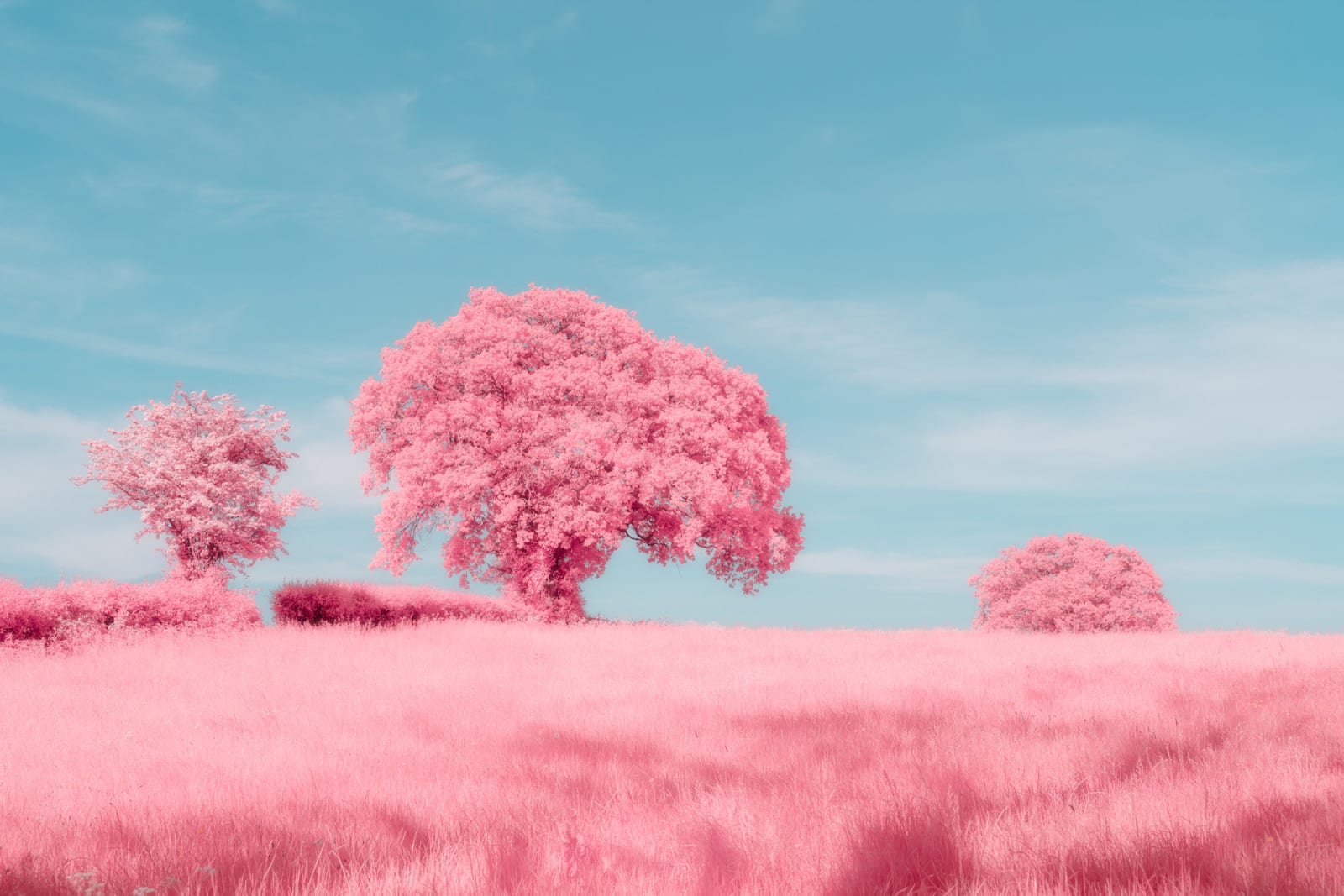 Kate Ballis, Abundance, 2019