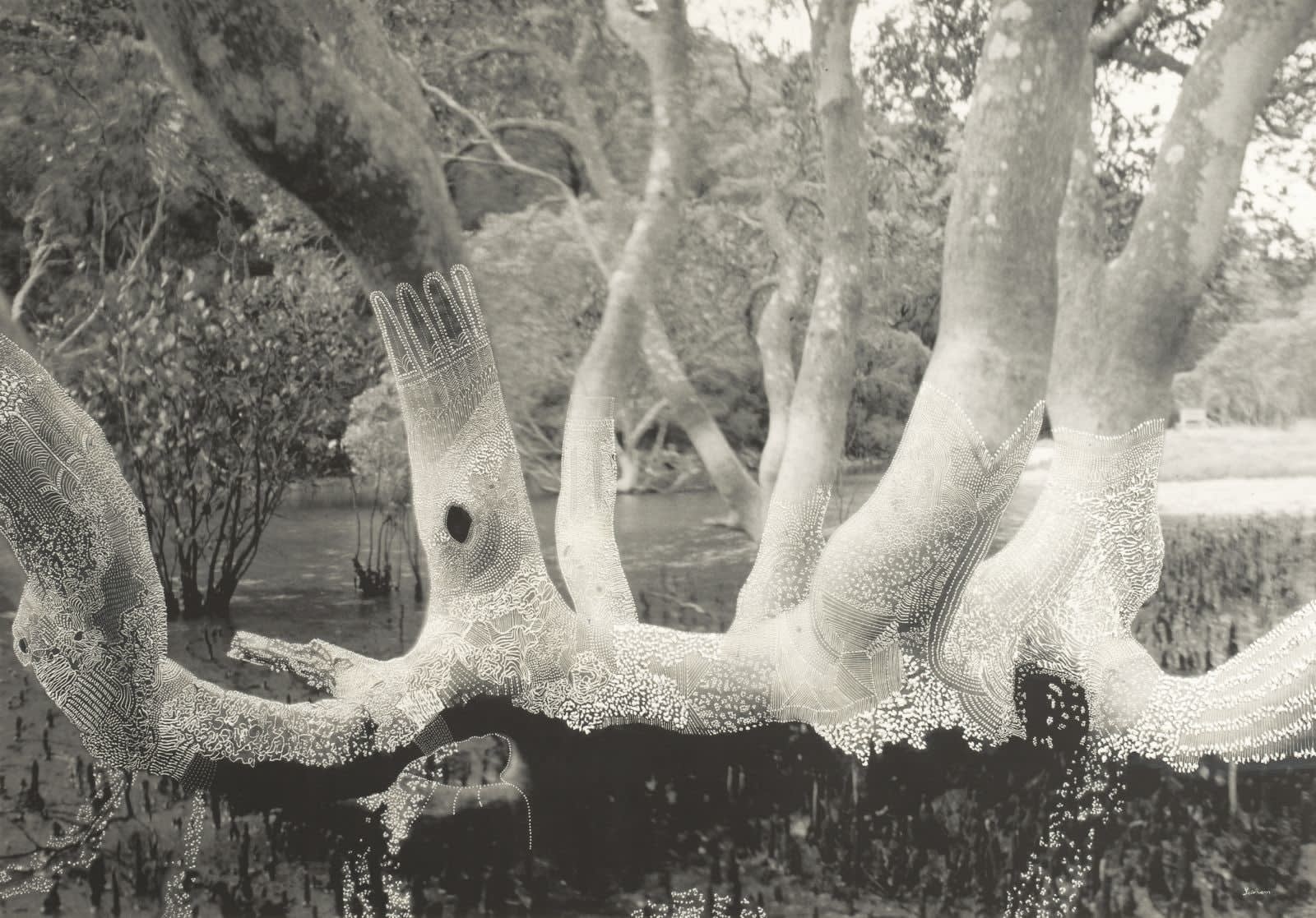 Joshua Yeldham, Mother Tree – White Lace (Ed. of 9), 2013