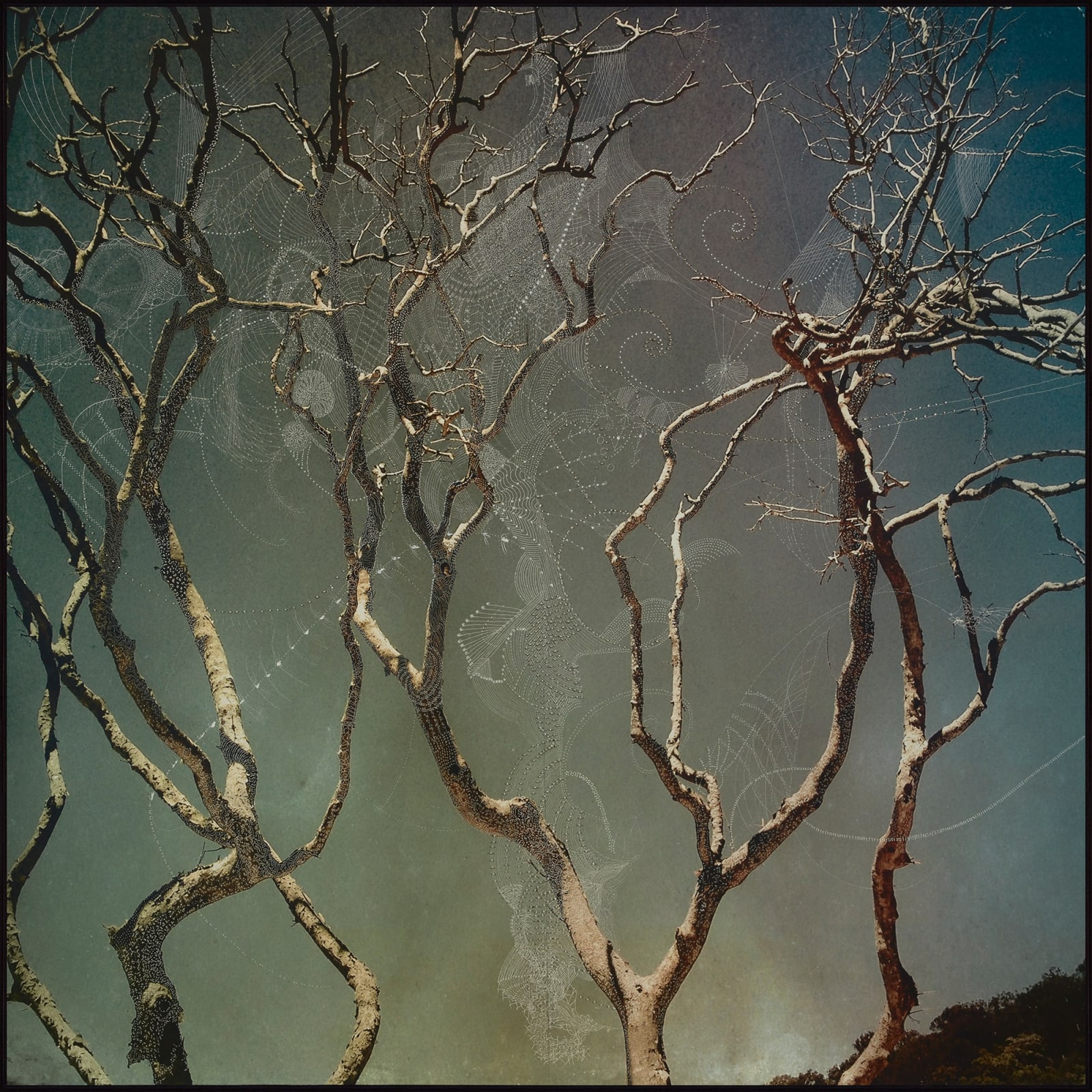 Joshua Yeldham, Fertility Tree – Morning Bay, 2023