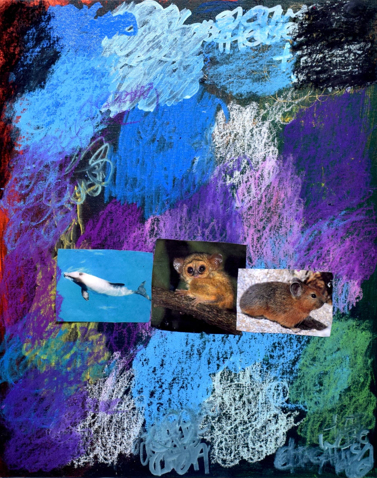 Lawrence M., Grey and White Hector's Dolphin, 2022